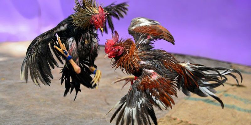 Những đặc điểm nhận dạng gà đòn trong hàng loạt loài kê chọi
