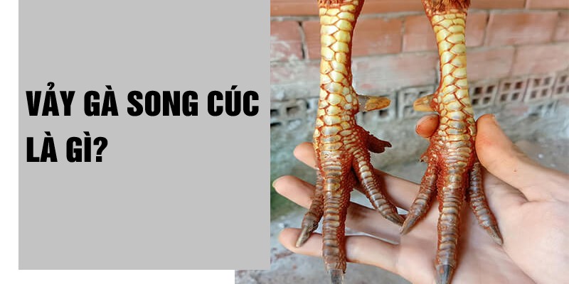 Khái niệm về vảy gà song cúc