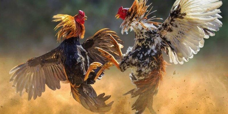 Bật mí các loại hình cược được nhiều người chơi lựa chọn