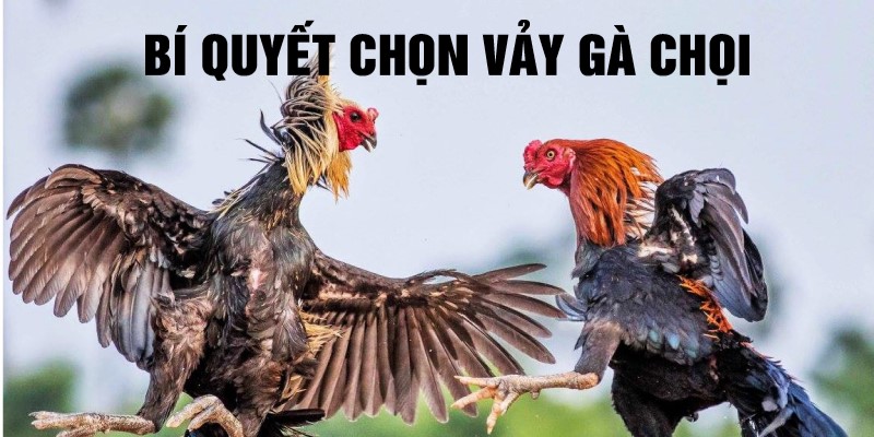 Bí quyết để chọn được vảy gà chọi hiệu quả