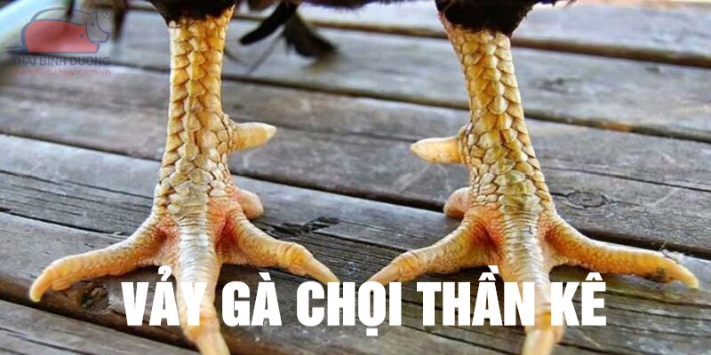 Đôi nét về vảy gà chọi thần kê