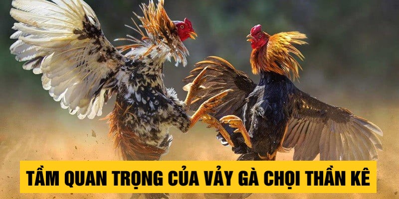 Tầm quan trọng của vảy gà chọi